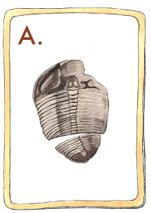 trivia card, fossil